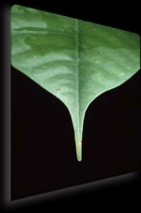 Drip Tip Leaf detail macro. RM stock photo taken at Santiago, Ecuador